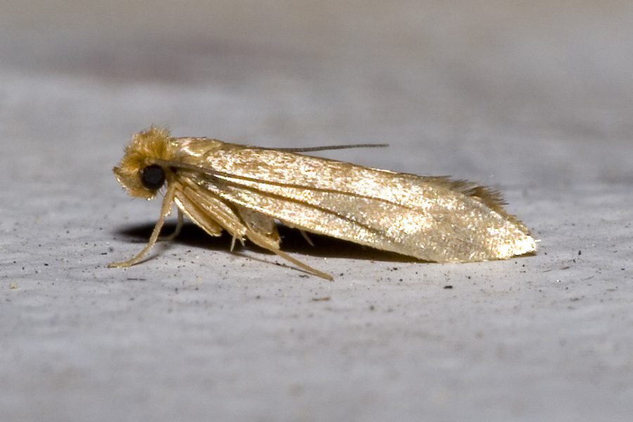 4 Rimedi naturali per eliminare le tarme definitivamente