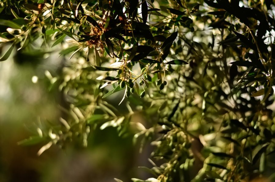 Scopri tutti i segreti sulla conservazione delle olive