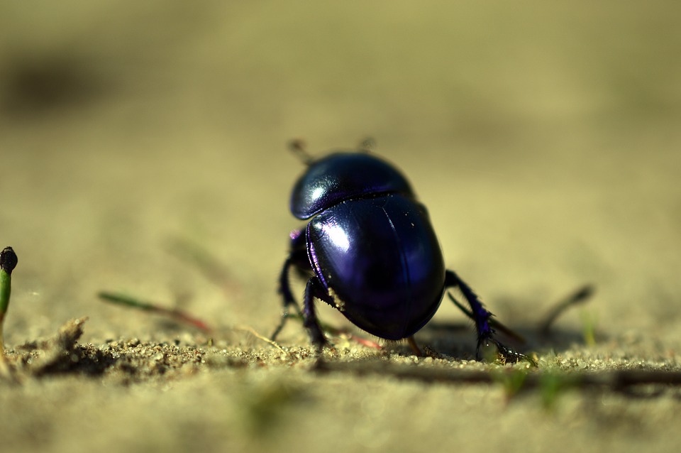 Come eliminare definitivamente gli scarafaggi in casa?