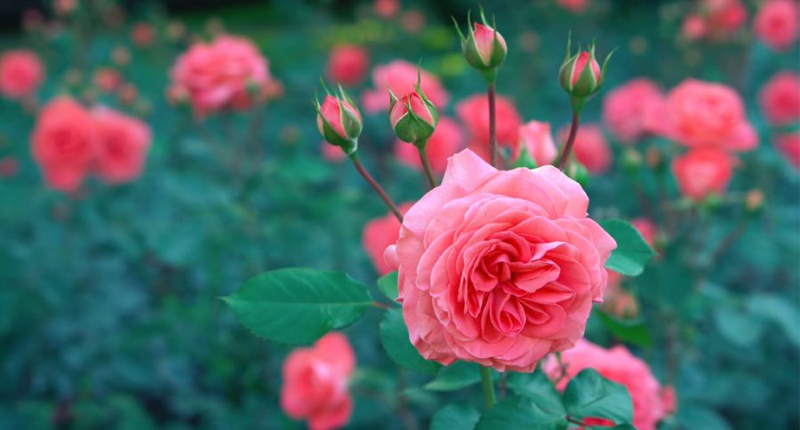 Consigli utili per eliminare i pidocchi dalle rose