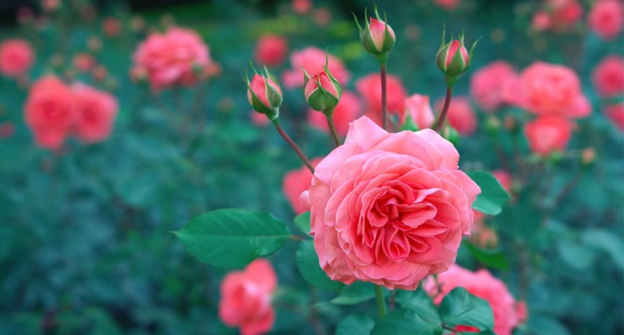 Afidi. Consigli utili per eliminare i pidocchi dalle rose