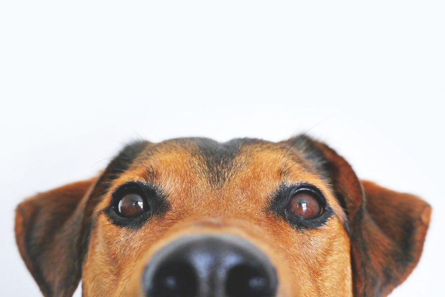 Sai davvero tutto sul microchip per cani, quanto costa e come funziona?