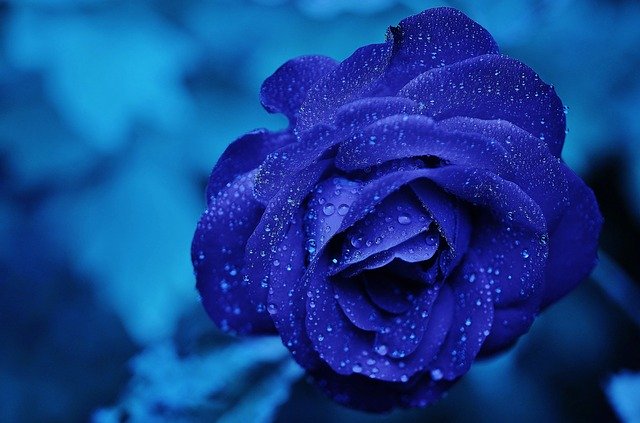 Quali sono le tipologie di rose speciali?