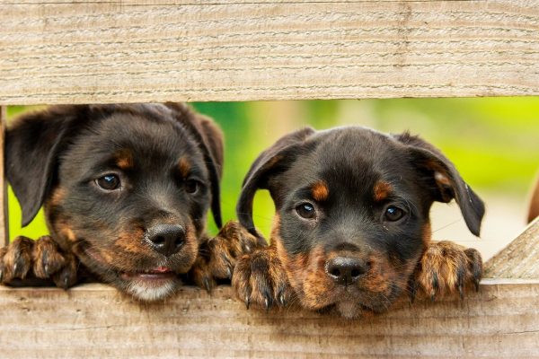 Pet food store online: perché conviene