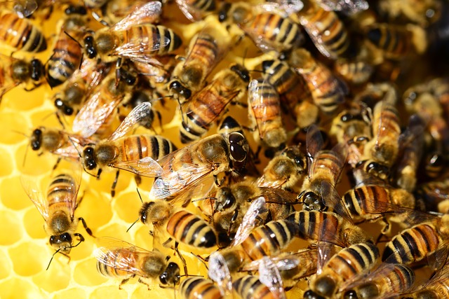 Raccolta del bee venom per la crema al veleno d'api