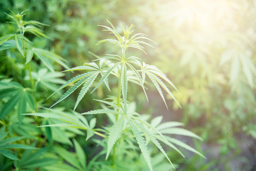 Cannabis light: il potere curativo del cannabidiolo