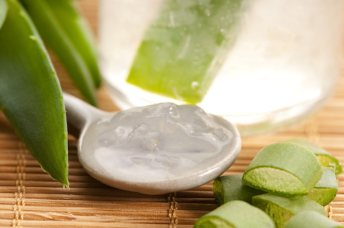 Perché comprare l’aloe arborescens