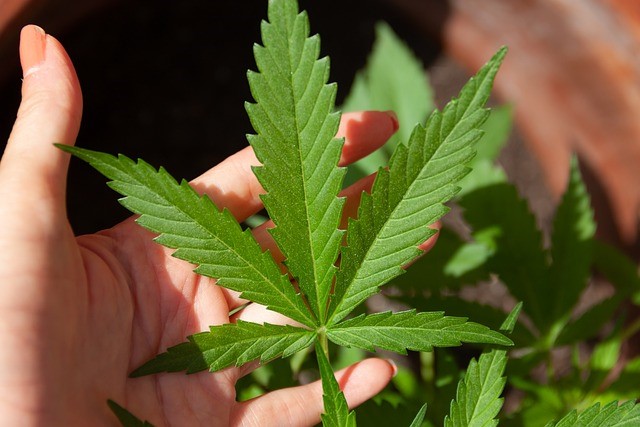 In quali stati è legale la marijuana?