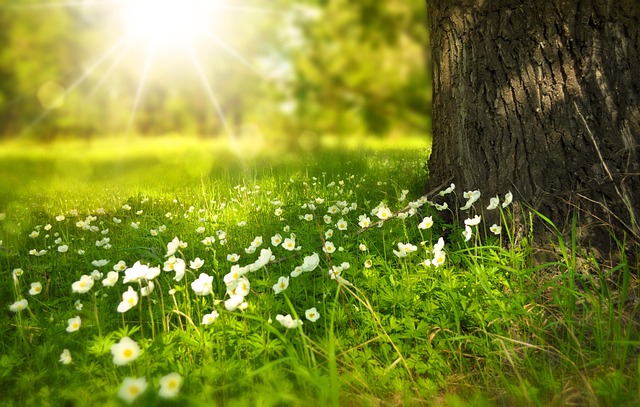 Rendere il vostro prato più bello che mai con l’erba Festuca arundinacea!