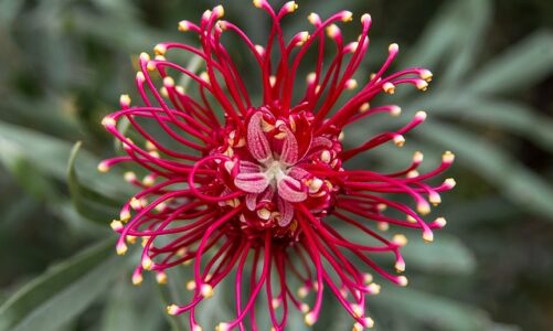 GLI AUSTRALIAN BUSH FLOWERS (FIORI AUSTRALIANI)