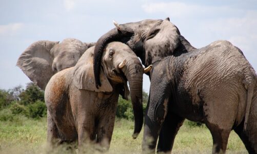 I 10 safari più belli al mondo: scopri le meraviglie della natura selvaggia