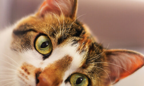 Rogna e Scabbia nel Gatto: Quali sono le Differenze?